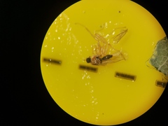 Elaphropeza ephippiata