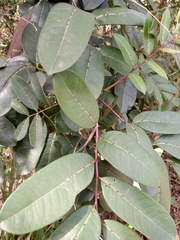 Zanthoxylum rhoifolium