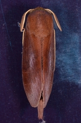 Dendrolimus grisea