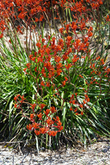 Anigozanthos