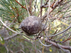 Hakea mitchellii