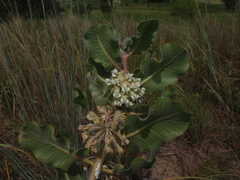 Asclepias arenaria