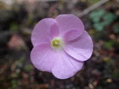 Oxalis commutata
