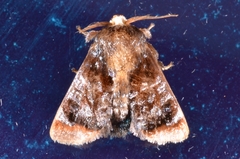 Limacodinae