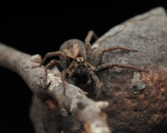 Mituliodon tarantulinus