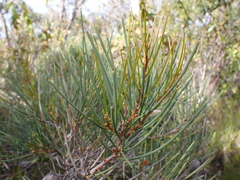 Hakea mitchellii