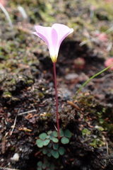 Oxalis commutata