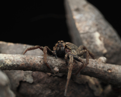 Mituliodon tarantulinus
