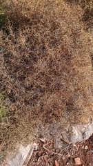 Sarcopoterium spinosum