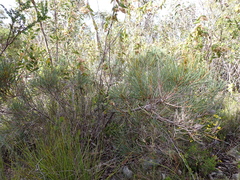 Hakea mitchellii