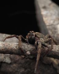 Mituliodon tarantulinus