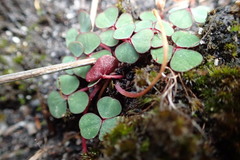 Oxalis commutata