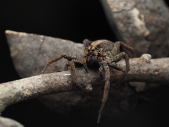 Mituliodon tarantulinus