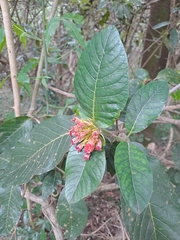 Burchellia bubalina