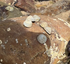 Bembicium nanum
