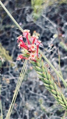 Struthiola mundii