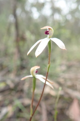 Caladenia cucullata