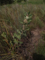 Asclepias arenaria
