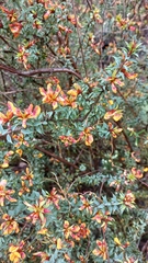 Pultenaea costata