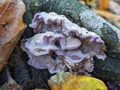 Chondrostereum purpureum