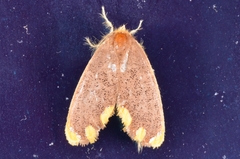 Orvasca subnotata
