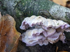Chondrostereum purpureum