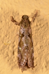 Hepialidae