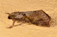 Hepialidae