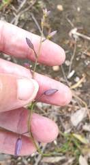 Arthropodium strictum