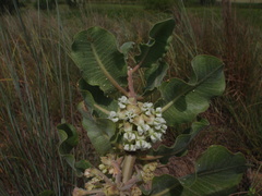Asclepias arenaria