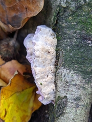 Chondrostereum purpureum