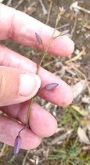 Arthropodium strictum