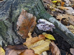 Chondrostereum purpureum
