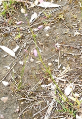 Arthropodium strictum