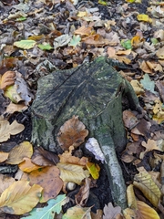 Chondrostereum purpureum