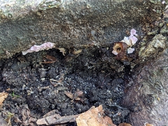 Chondrostereum purpureum