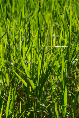Urochloa eminii