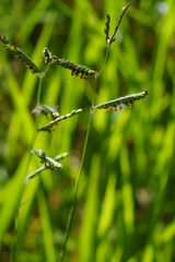 Urochloa eminii