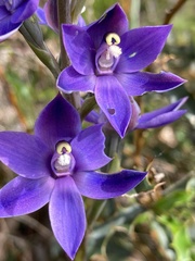 Thelymitra macrophylla
