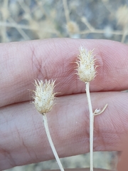 Centaurea parviflora