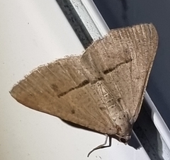 Isturgia penthearia