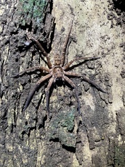 Heteropoda jugulans
