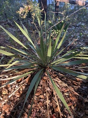 Yucca