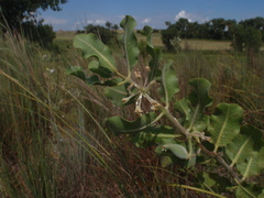 Asclepias arenaria