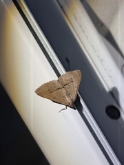 Isturgia penthearia