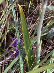 Thelymitra macrophylla