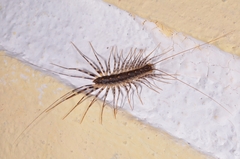 Scutigeridae