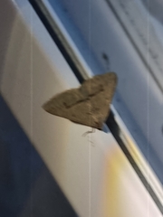 Isturgia penthearia