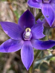 Thelymitra macrophylla