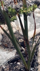 Watsonia fergusoniae